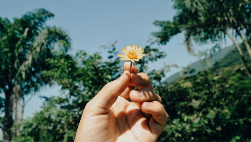 Guided to Thrive: Virtual Life Coaching for Adapting to Chronic Illness | Image Description: a hand holding a small yellow flower with dark green trees and a blue sky in the background.